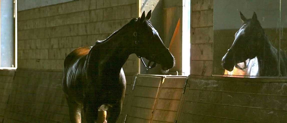 Willow Creek Farm Horse Boarding CT